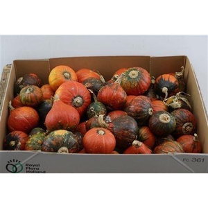 CUCURBITA PEPO