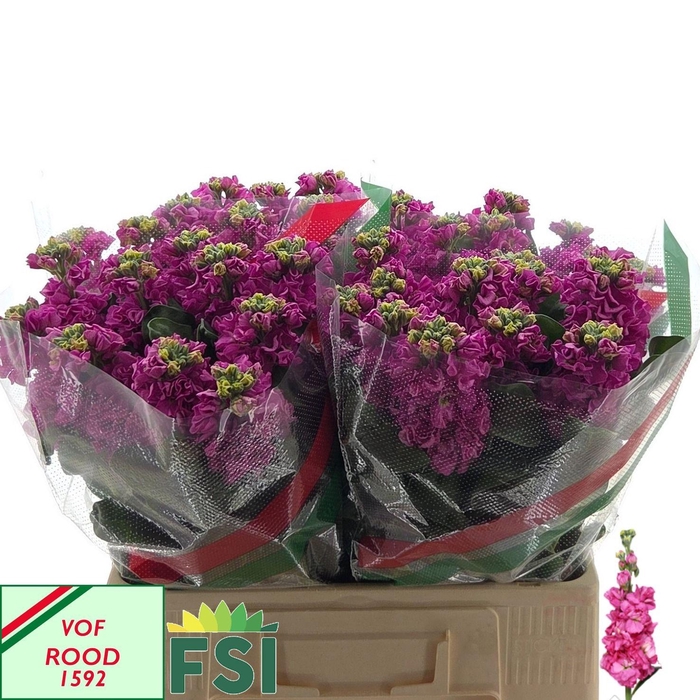 <h4>MATTH IRON DEEP PINK</h4>
