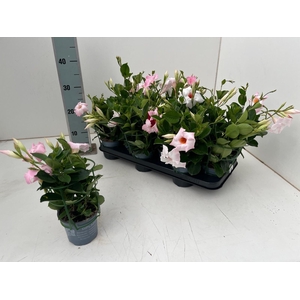 MANDE DI TOURMA PINK