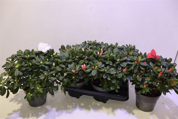 <h4>Rhodo Si Gem</h4>