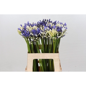 Agapanthus Mix