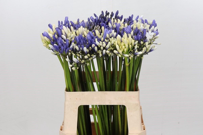 Agapanthus Mix