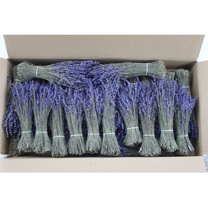 Lavendel Short Dried