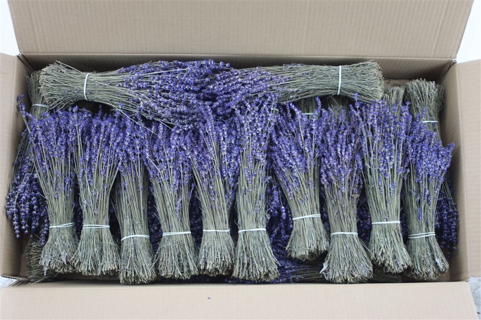 <h4>Lavendel Short Dried</h4>