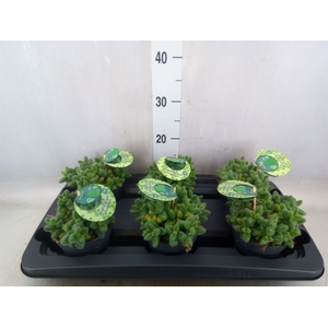 Delosperma echinatum