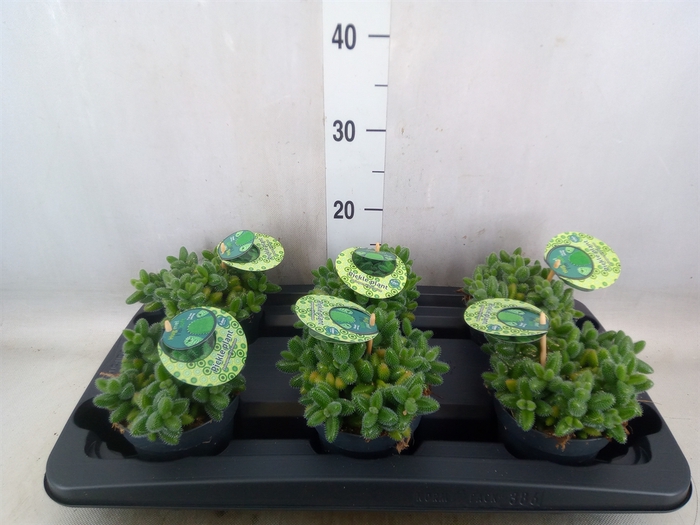 <h4>Delosperma echinatum</h4>