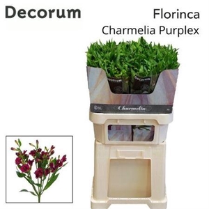 Alstr Fl Charmelia Purplex