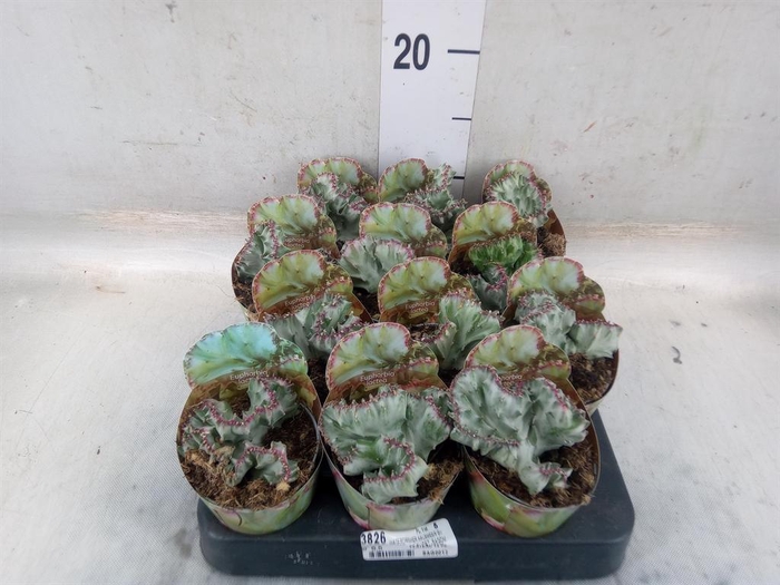 <h4>Euphorbia   ...</h4>