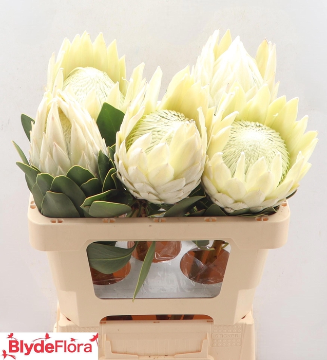 <h4>PROTEA CYNAROIDES</h4>