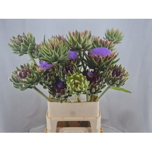 CYNARA SC GREEN GLOB