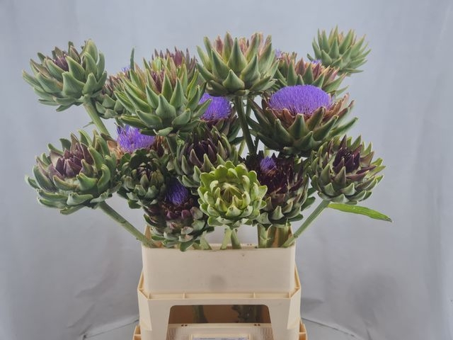 CYNARA SC GREEN GLOB