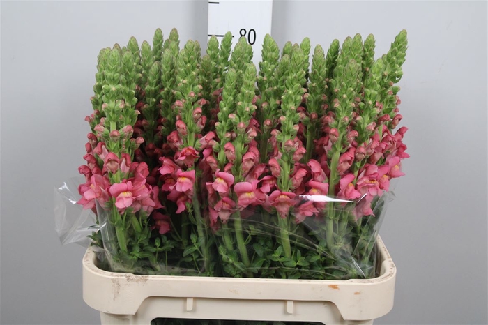 <h4>Antir Antibes Rose</h4>