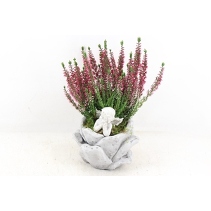 arr4 Outdoor JS - Cement rose pot x6