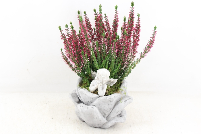 <h4>arr4 Outdoor JS - Cement rose pot x6</h4>