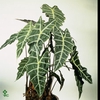 ALOC X AMAZONICA
