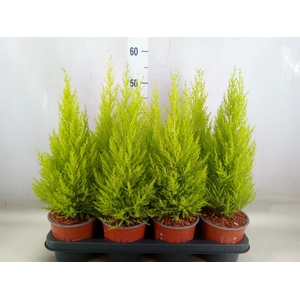 Cupressus macro. 'Goldcrest Wilma'