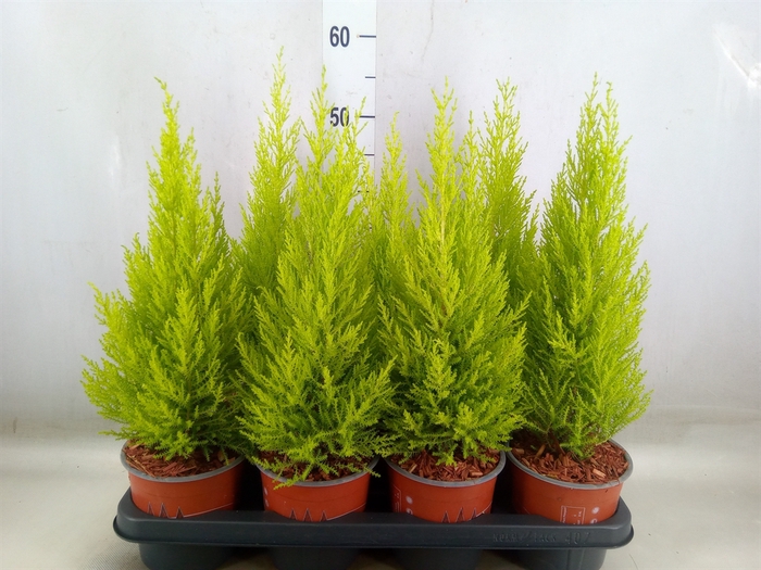 <h4>Cupressus macro. 'Goldcrest Wilma'</h4>