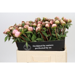 Paeonia Angel Cheeks