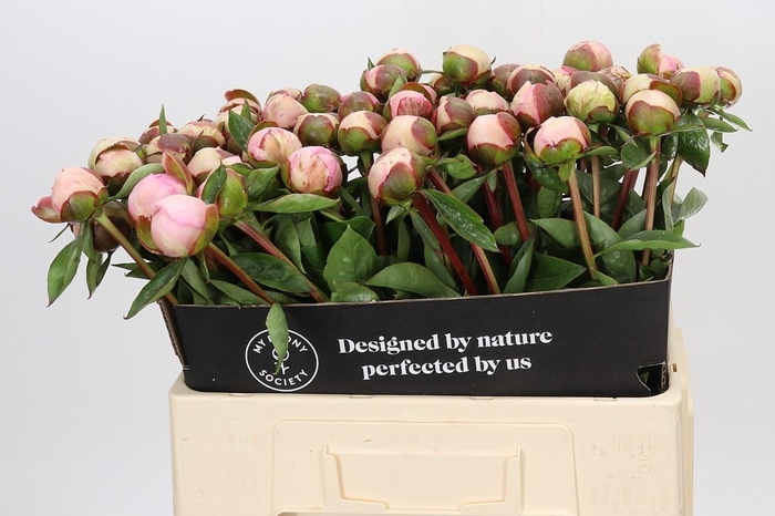 <h4>Paeonia Angel Cheeks</h4>