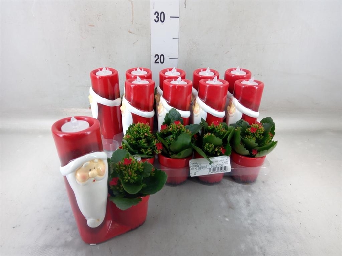 <h4>Kalanchoe ...</h4>