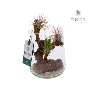Green Bottle Deline Medium met Tillandsia Air Plants