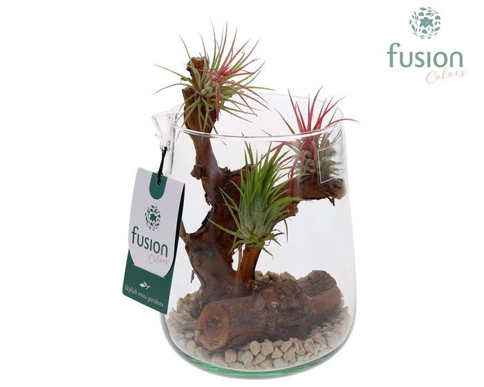 <h4>Green Bottle Deline Medium met Tillandsia Air Plants</h4>