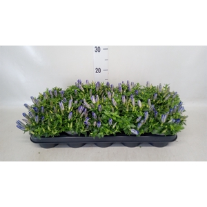 Gentiana  'Luis Blue'