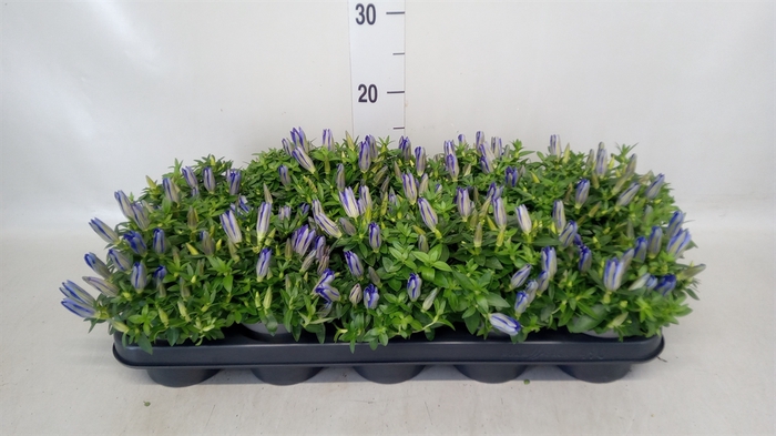 <h4>Gentiana  'Luis Blue'</h4>