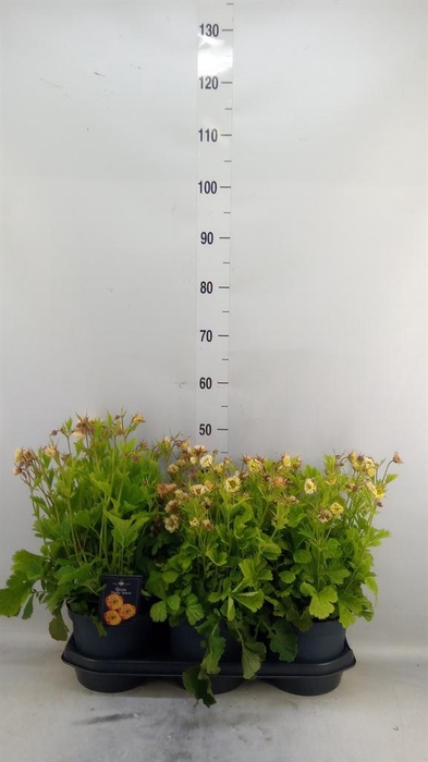 <h4>Geum chiloense</h4>