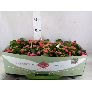 Kalanchoe blos. 'Favor Bella Rosa'