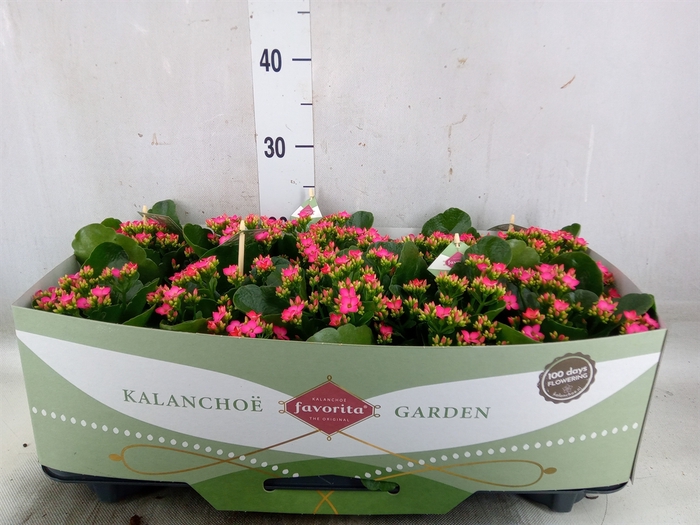 <h4>Kalanchoe blos. 'Favor Bella Rosa'</h4>