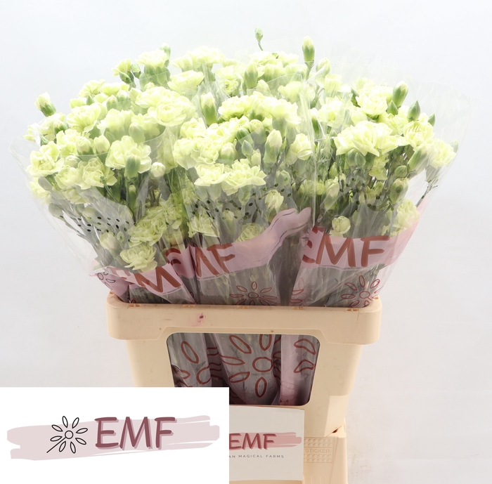 <h4>DI TR PARSLEY+</h4>