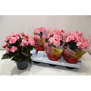Beg Du Mo 2 Joy Pink