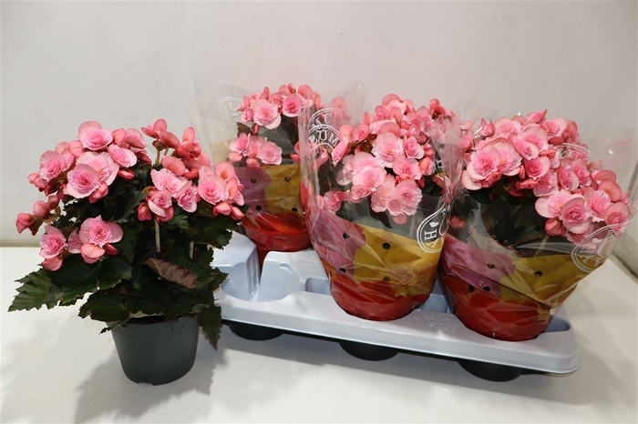 <h4>Beg Du Mo 2 Joy Pink</h4>
