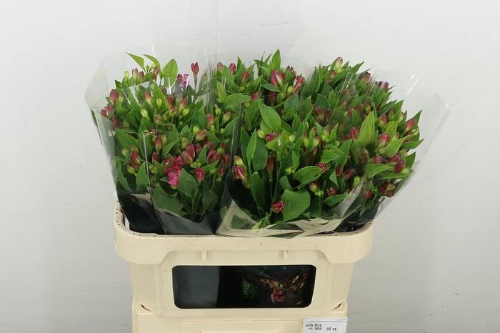 <h4>Alstr Flor Noa</h4>