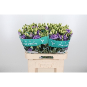 Eus G Corelli Lavend