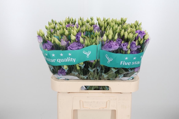 <h4>Eus G Corelli Lavend</h4>