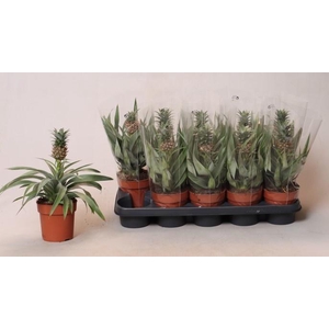 ANANAS MI AMIGO