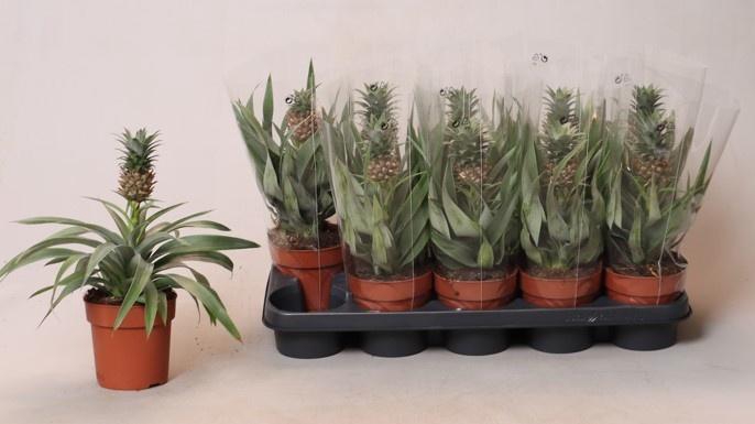 <h4>ANANAS MI AMIGO</h4>