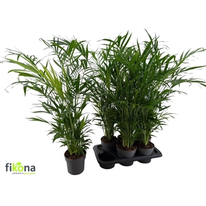 CHAMAED CATARACTARUM