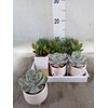 Succulents   ...