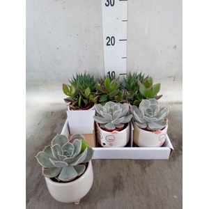 Succulents   ...