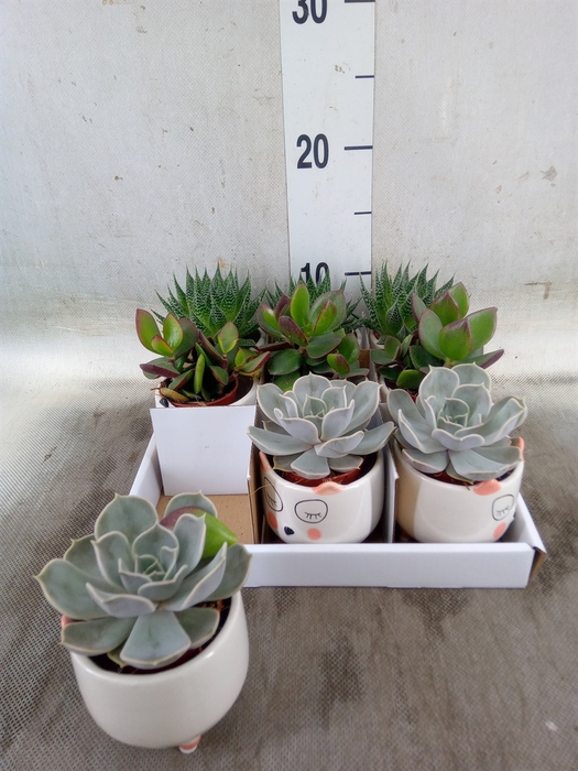 <h4>Succulents   ...</h4>