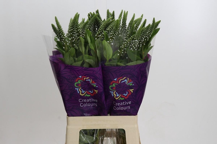 <h4>Lysimachia Elisabeth</h4>