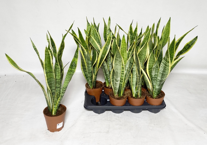 <h4>SANSEV LAURENTII</h4>