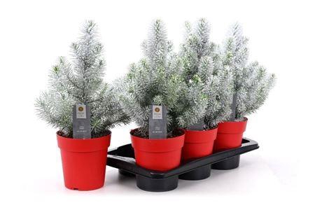 Pinus Silver Crest Snow