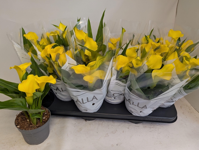 <h4>ZANT CAPT SOLO</h4>