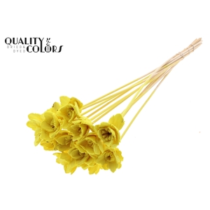 Shola Queen Flower on stem Yellow