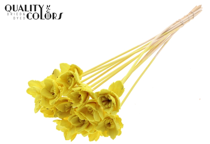 Shola Queen Flower on stem Yellow