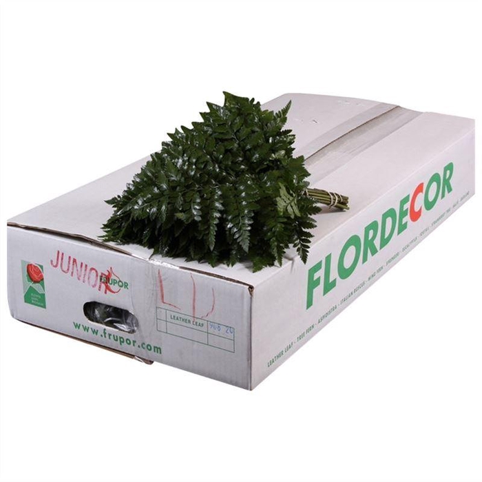 <h4>Lederv. Small</h4>